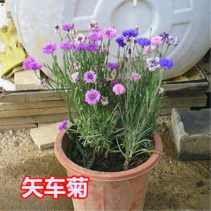 矢车菊种子易种易活四季开花庭院阳台室外景观绿化耐寒种子