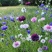 矢车菊种子易种易活四季开花庭院阳台室外景观绿化耐寒种子