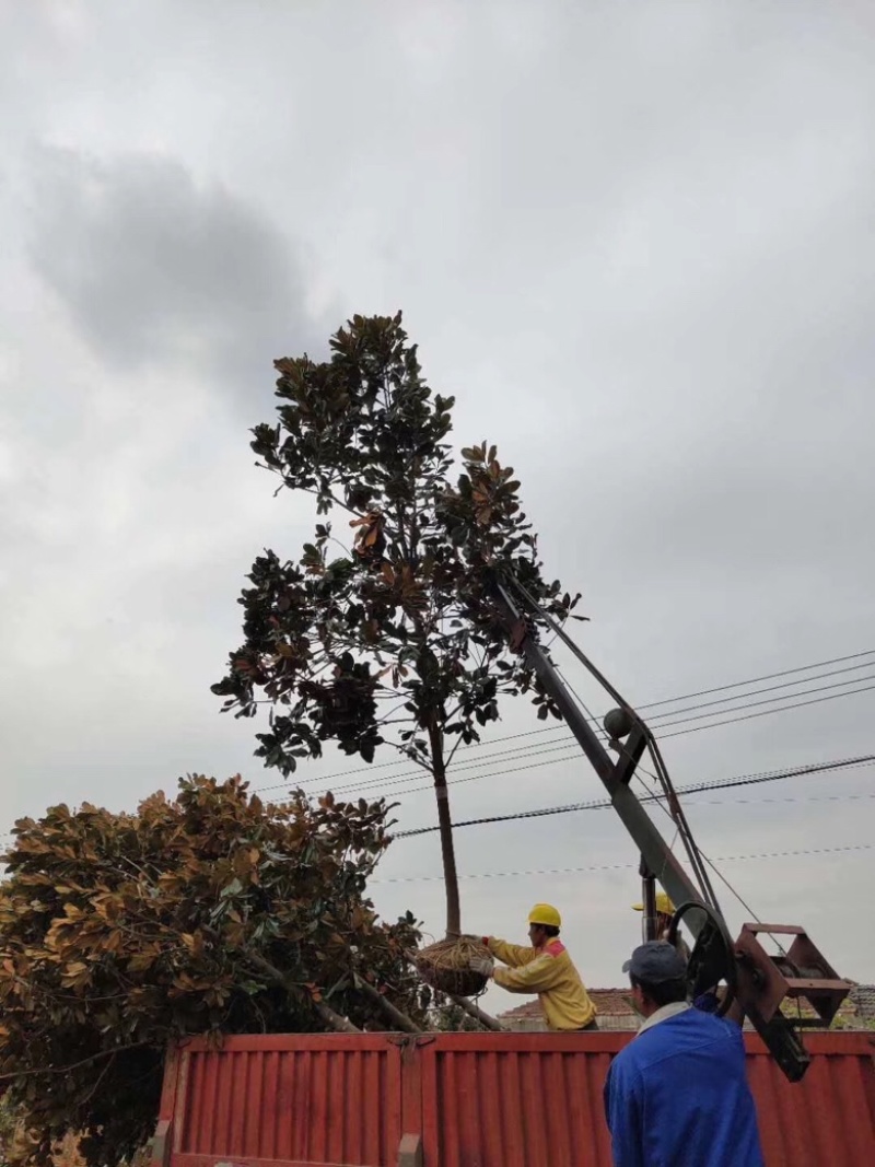 广玉兰基地自产自销南京广玉兰基地广玉兰价格