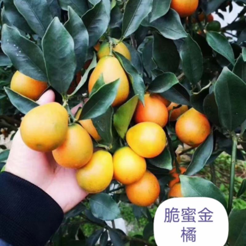 大量供应脆皮、脆蜜金桔杯苗、裸根苗