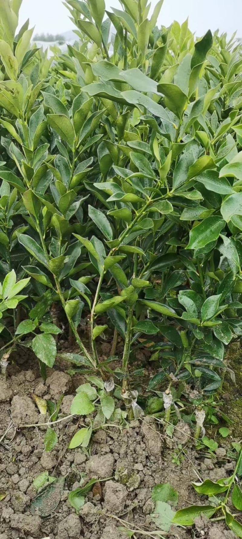 大量供应脆皮、脆蜜金桔杯苗、裸根苗
