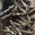 贵州新货冬虫草上市