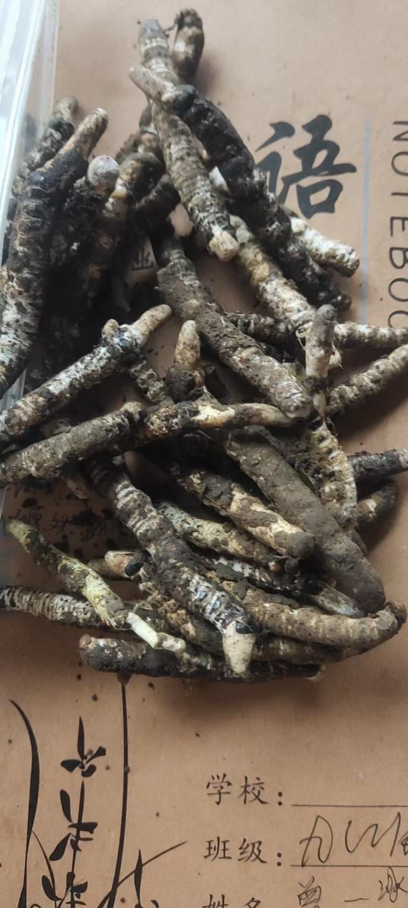 贵州新货冬虫草上市