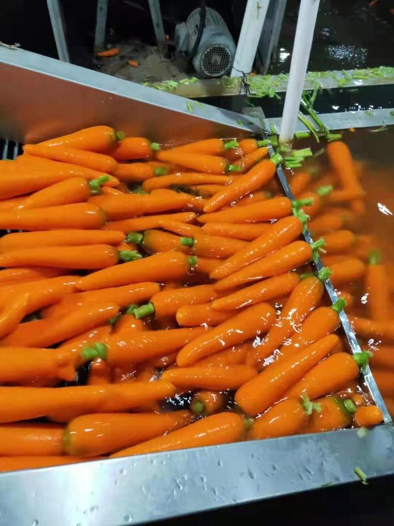 【热卖水洗】胡萝卜福建三红胡萝卜产地直发价格便宜可视频拿货