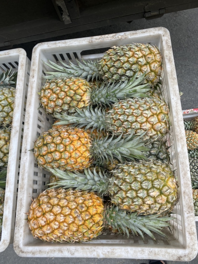 《热卖》云南河口香水菠萝大量上市！一手货源没有差价