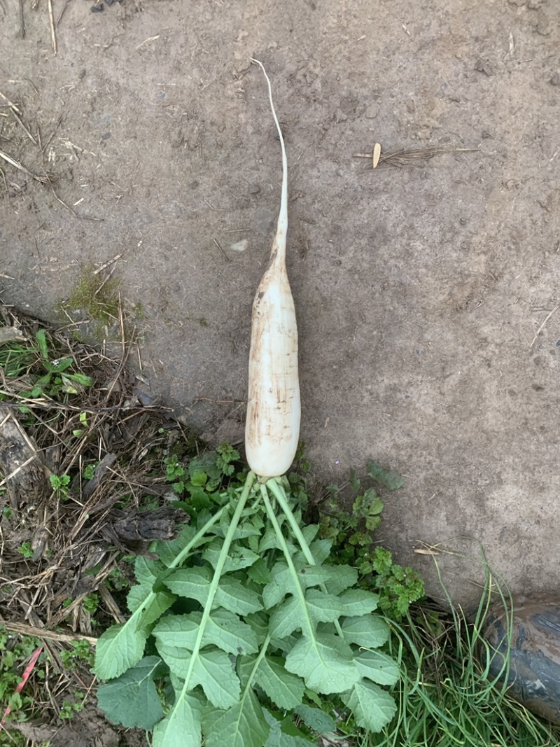 基地精品白萝卜