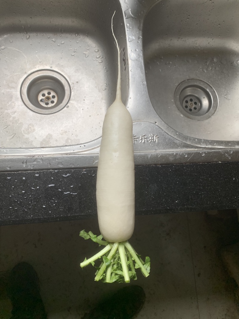 基地精品白萝卜