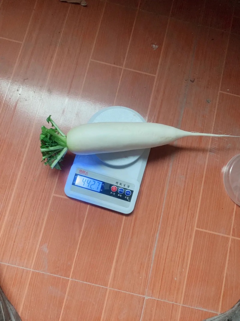 基地精品白萝卜