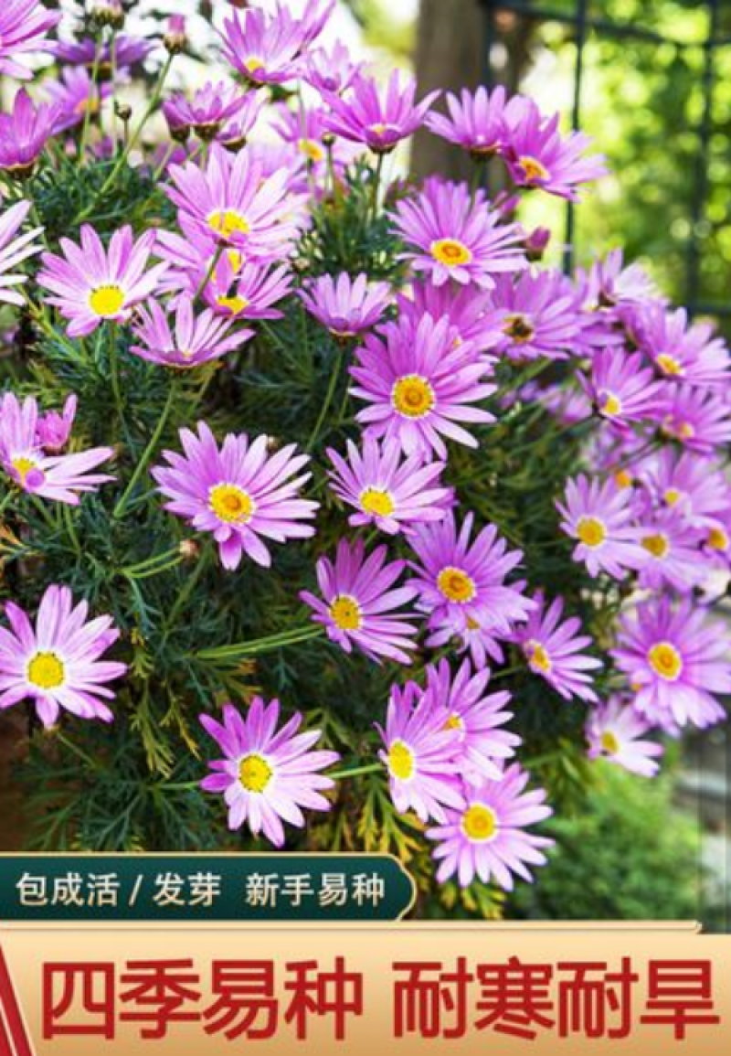 荷兰菊种子高山紫苑种子多年生花卉四季易播庭院盆栽景观花海