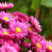 荷兰菊种子高山紫苑种子多年生花卉四季易播庭院盆栽景观花海