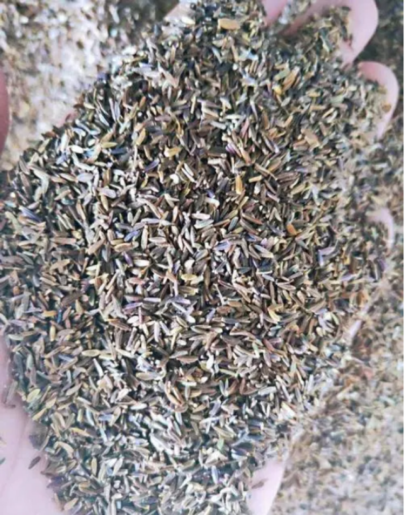 荷兰菊种子高山紫苑种子多年生花卉四季易播庭院盆栽景观花海
