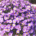 荷兰菊种子高山紫苑种子多年生花卉四季易播庭院盆栽景观花海