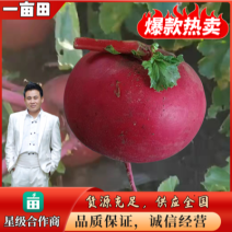 【精品红皮萝卜】一手货源，全国代发，货源充足，欢迎咨询