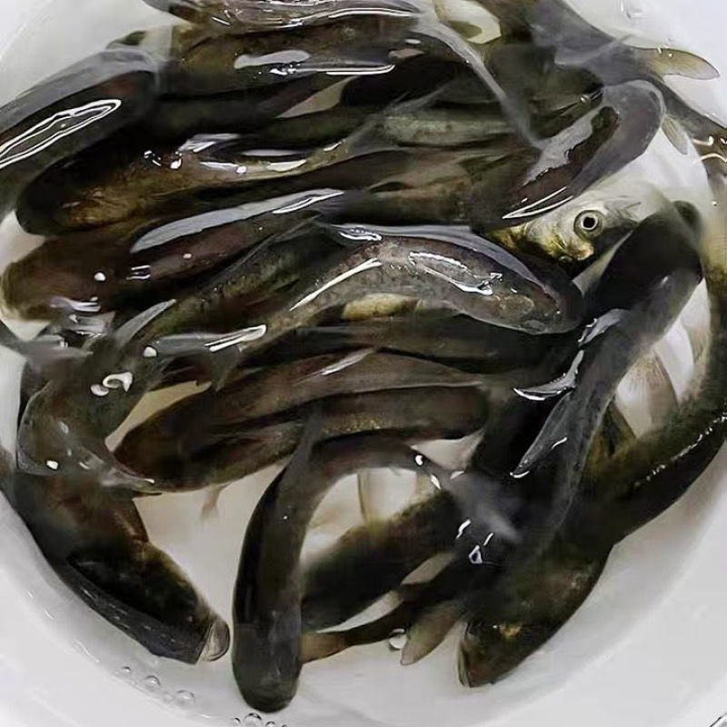 花鲢鱼苗-生长速度快-抗病力强-品种优良，全国发货