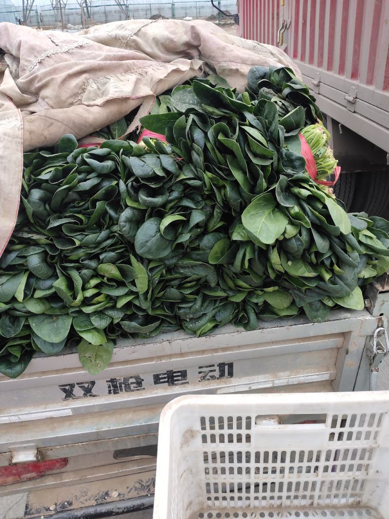 大叶菠菜