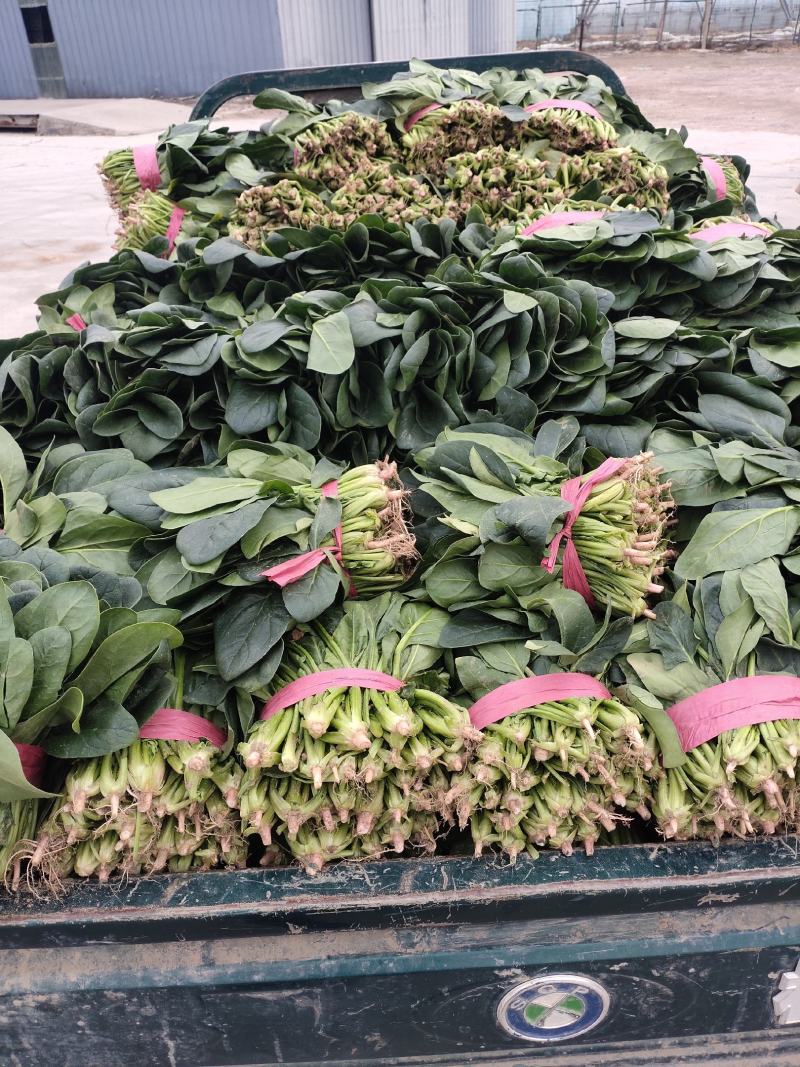 大叶菠菜