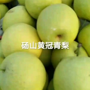 【推荐】砀山皇冠梨，大量上市，价格便宜，有要的联系