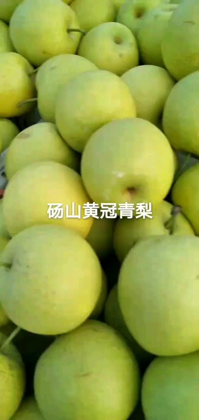 【推荐】砀山皇冠梨，大量上市，价格便宜，有要的联系