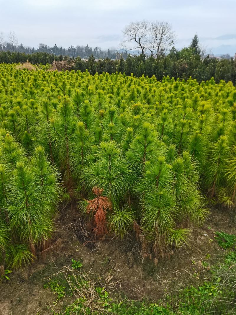 湿地松苗