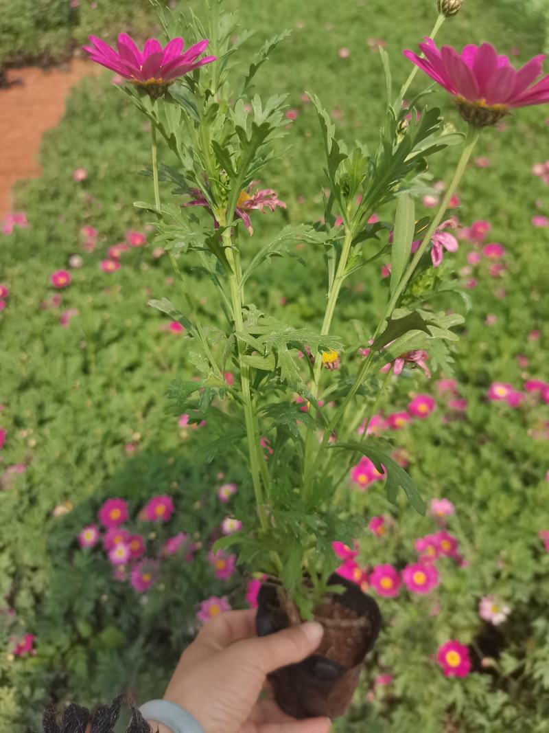 小杯玛格丽特，高度30分，云南昆明玛格丽特专业种植