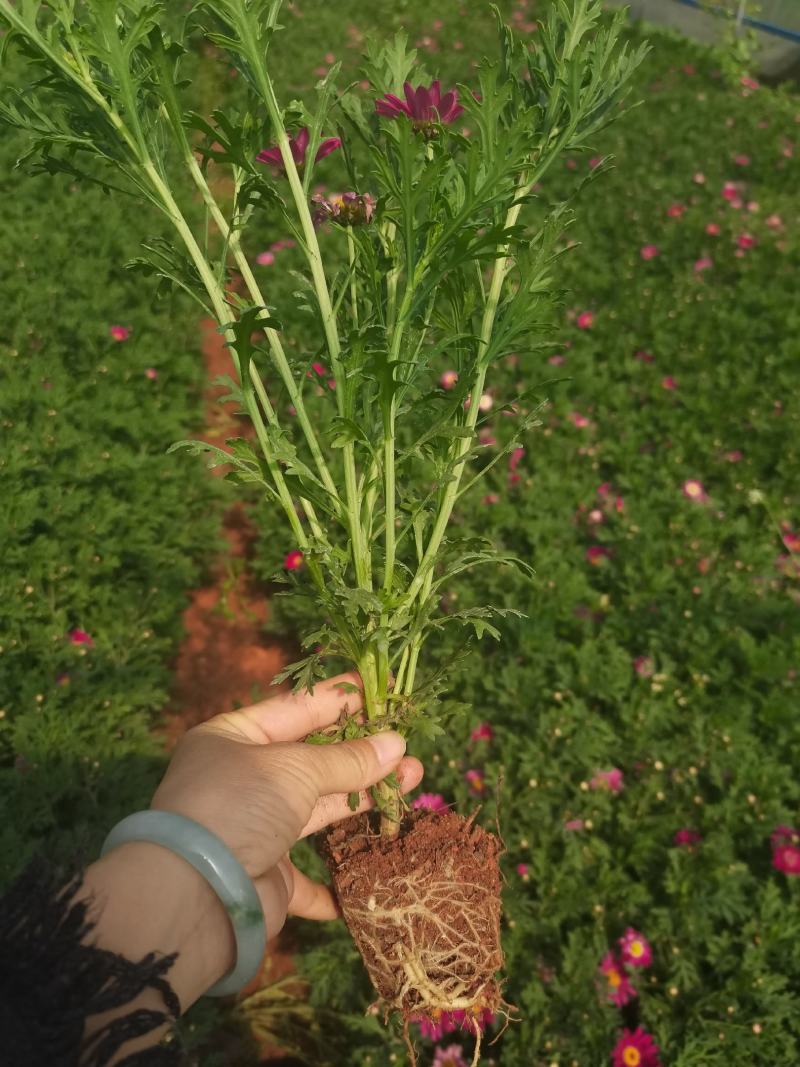 小杯玛格丽特，高度30分，云南昆明玛格丽特专业种植