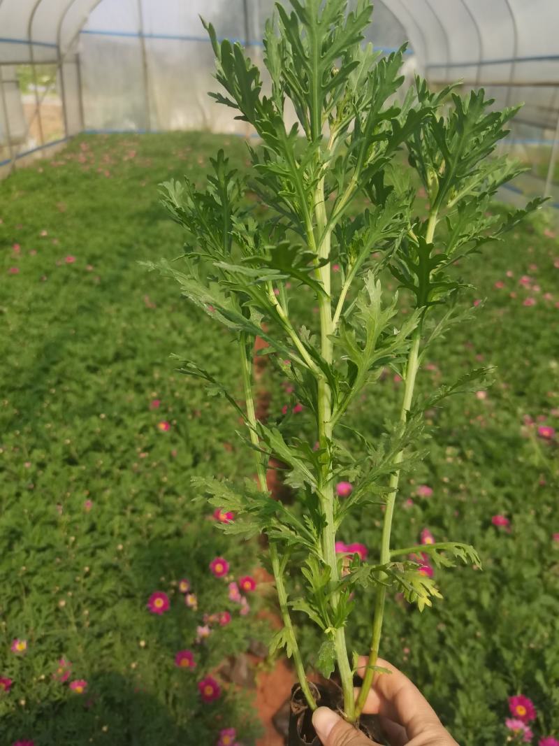 小杯玛格丽特，高度30分，云南昆明玛格丽特专业种植