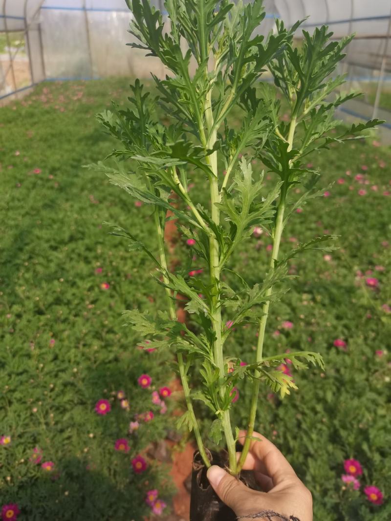 小杯玛格丽特，高度30分，云南昆明玛格丽特专业种植