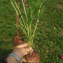 小杯玛格丽特，高度30分，云南昆明玛格丽特专业种植