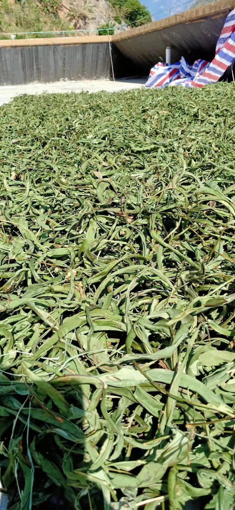 中药材化石草又名（肾精茶）大量有货产地货源，欢迎咨询