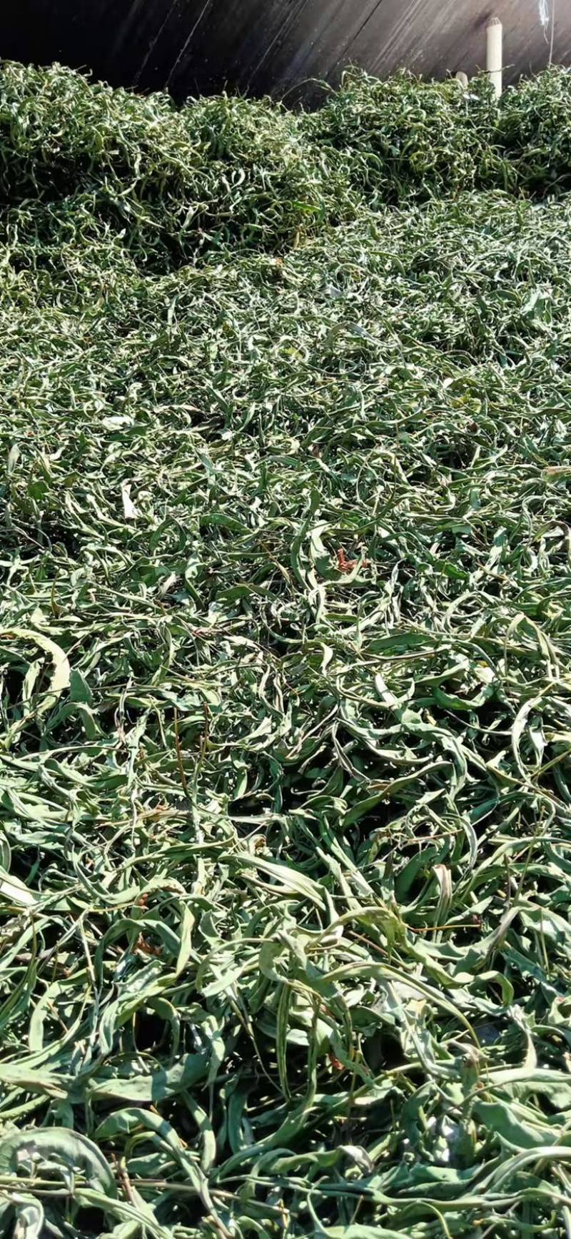 中药材化石草又名（肾精茶）大量有货产地货源，欢迎咨询