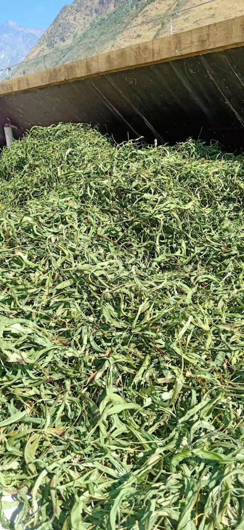 中药材化石草又名（肾精茶）大量有货产地货源，欢迎咨询