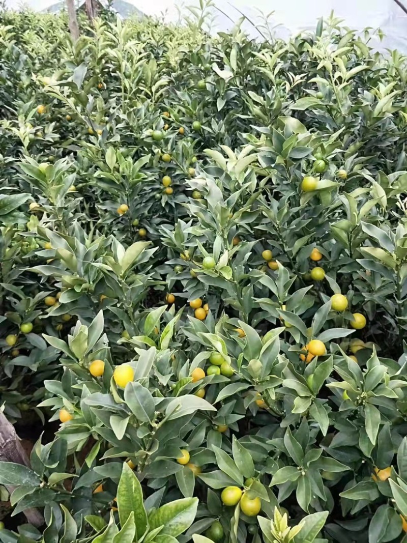 大量供应脆皮、脆蜜金桔杯苗、裸根苗