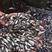 石斑鱼苗-品种优良-生长速度快-品种优良-全国发货
