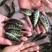 石斑鱼苗-品种优良-生长速度快-品种优良-全国发货