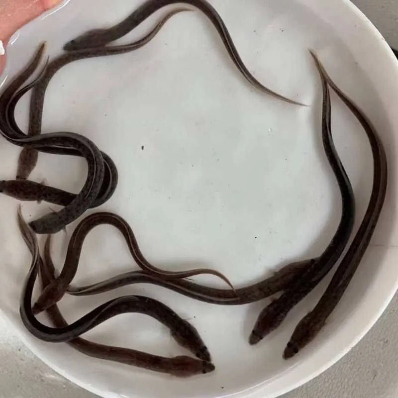 鳗鱼苗-品种优良-抗病力强-生长速度快-全国发货