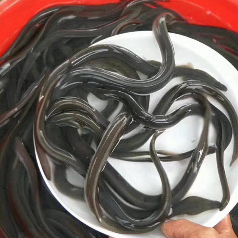 鳗鱼苗-品种优良-抗病力强-生长速度快-全国发货