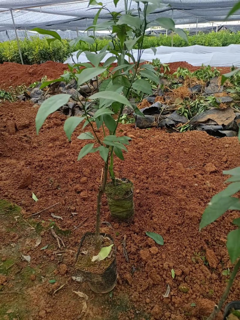 大量供应091沃柑杯苗、裸根苗