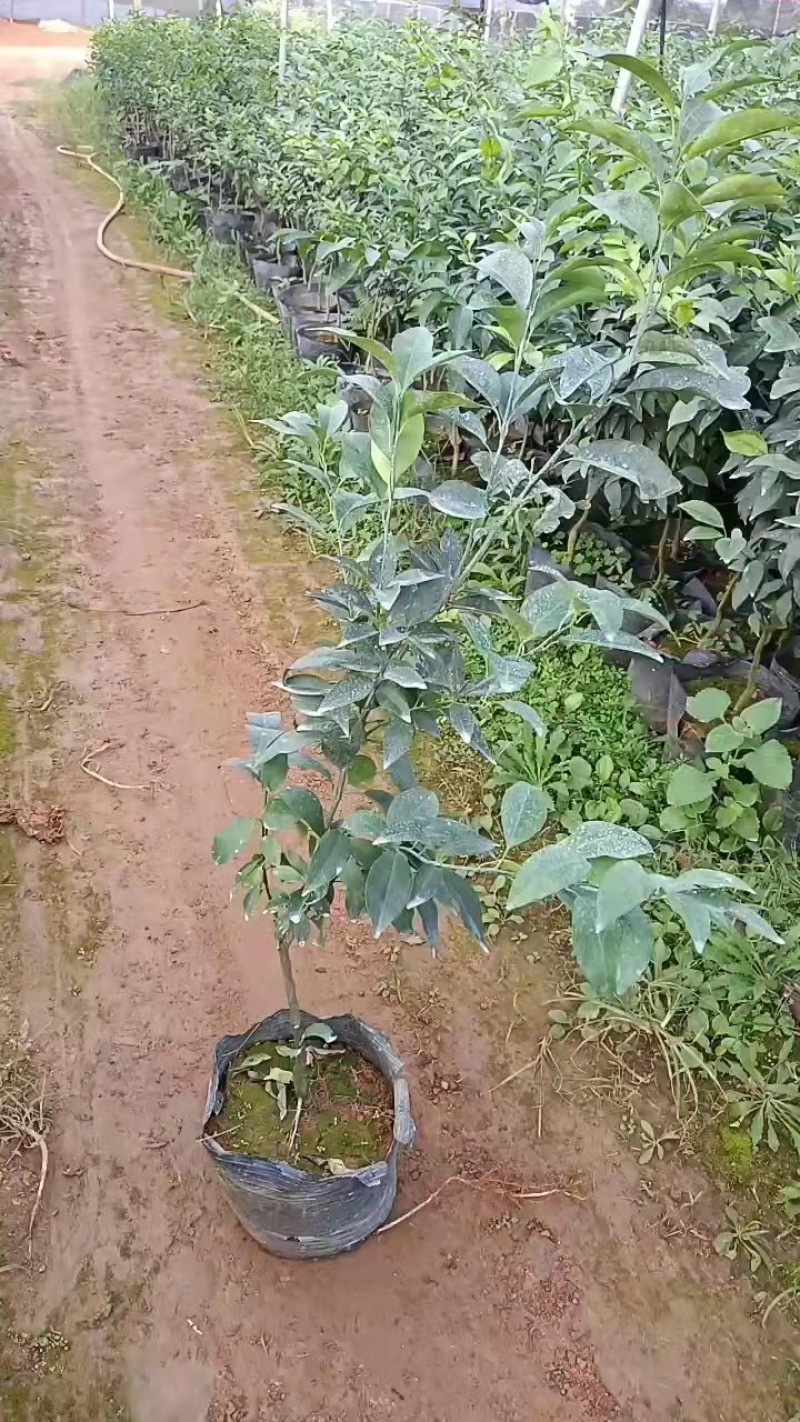 大量供应091沃柑杯苗、裸根苗