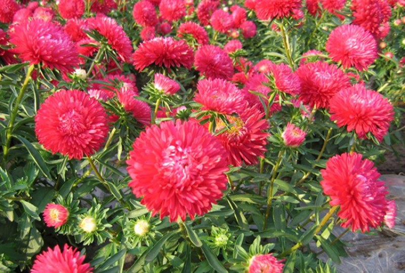 翠菊种子大花重瓣翠菊易种易活阳台庭院盆栽景观花海切花