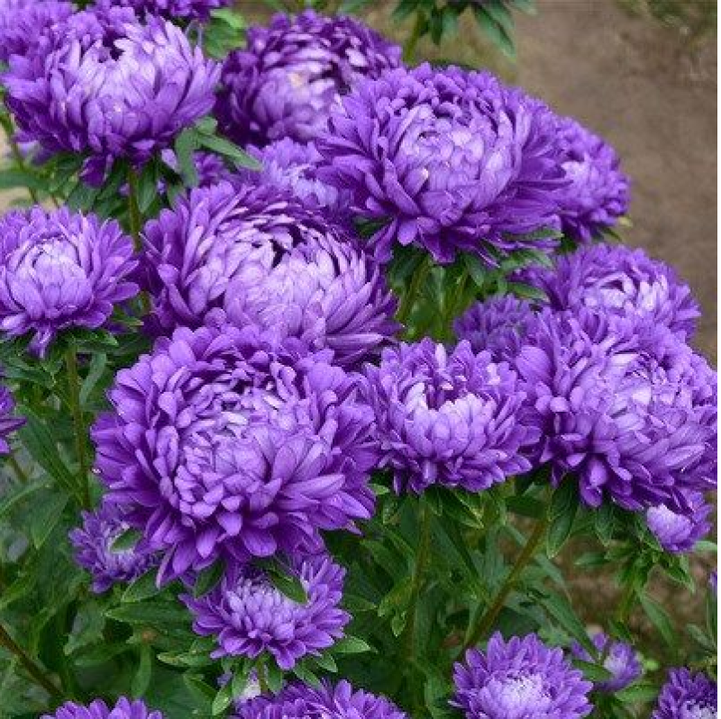 翠菊种子大花重瓣翠菊易种易活阳台庭院盆栽景观花海切花