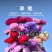 翠菊种子大花重瓣翠菊易种易活阳台庭院盆栽景观花海切花