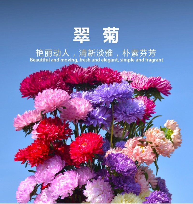 翠菊种子大花重瓣翠菊易种易活阳台庭院盆栽景观花海切花