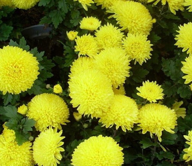 翠菊种子大花重瓣翠菊易种易活阳台庭院盆栽景观花海切花
