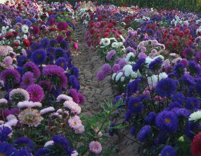 翠菊种子大花重瓣翠菊易种易活阳台庭院盆栽景观花海切花