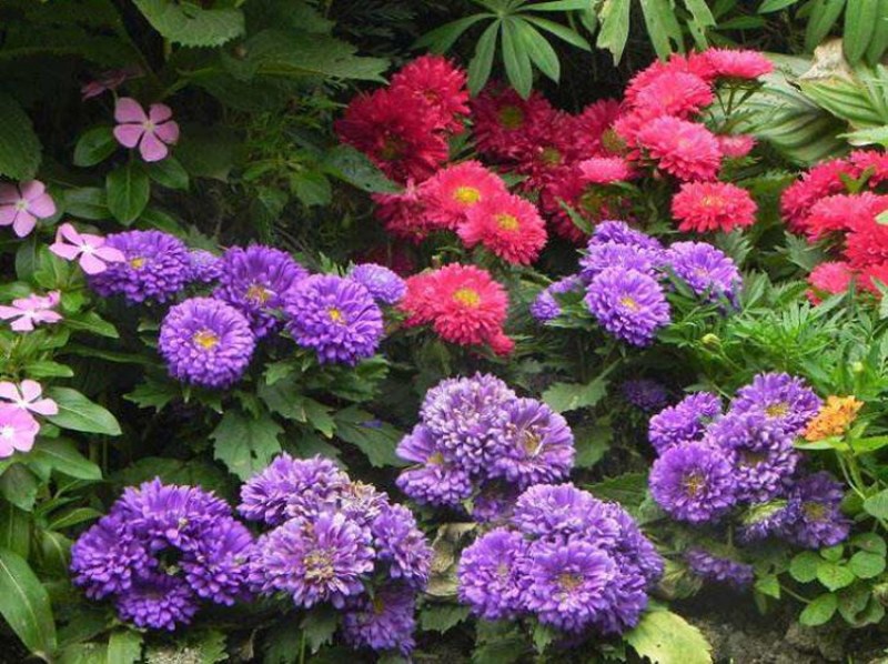 翠菊种子大花重瓣翠菊易种易活阳台庭院盆栽景观花海切花