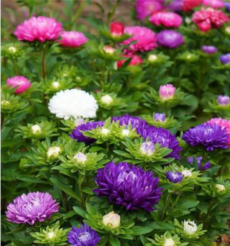 翠菊种子大花重瓣翠菊易种易活阳台庭院盆栽景观花海切花