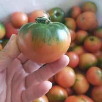 草莓柿子铁皮西红柿水果番茄产地直供一件