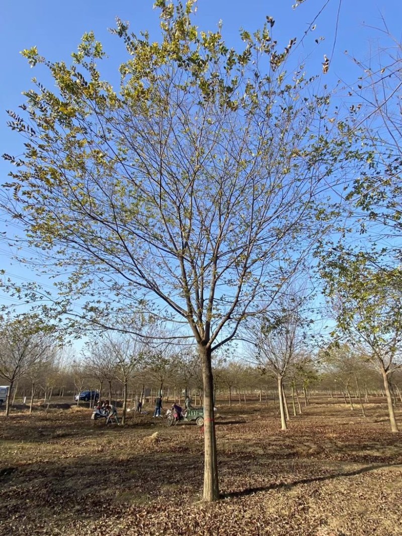 朴树南京朴树基地单杆朴树丛生朴树朴树价格