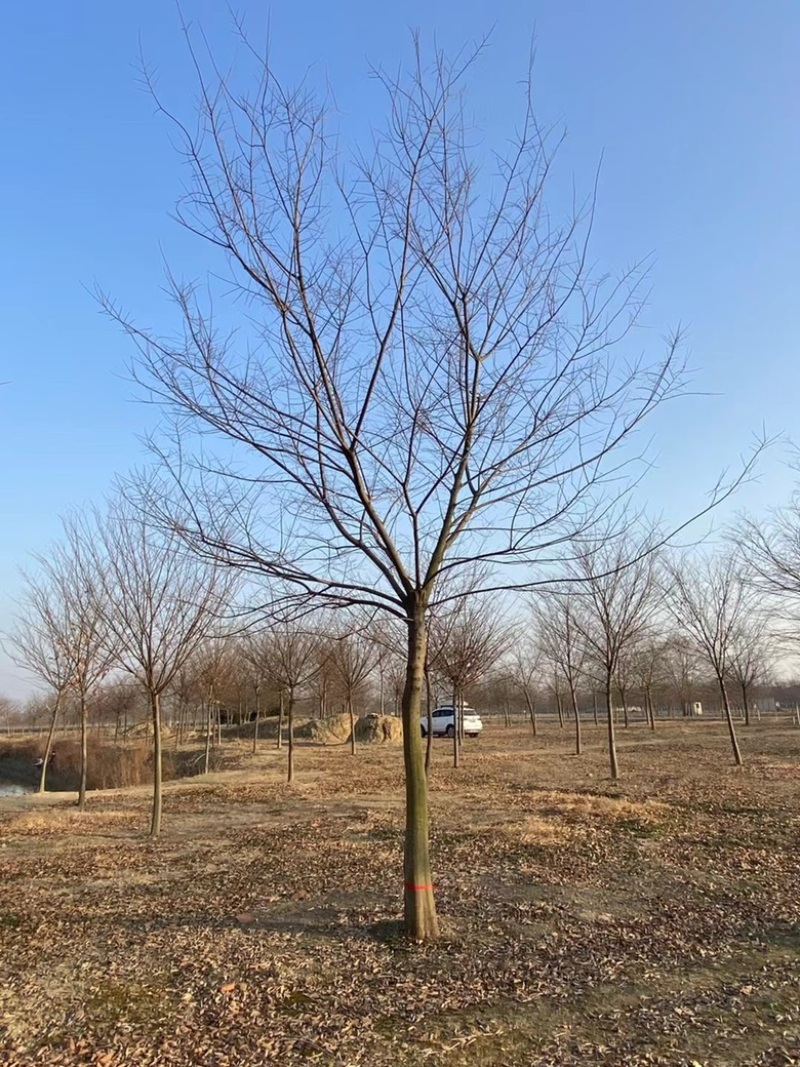 朴树南京朴树基地单杆朴树丛生朴树朴树价格