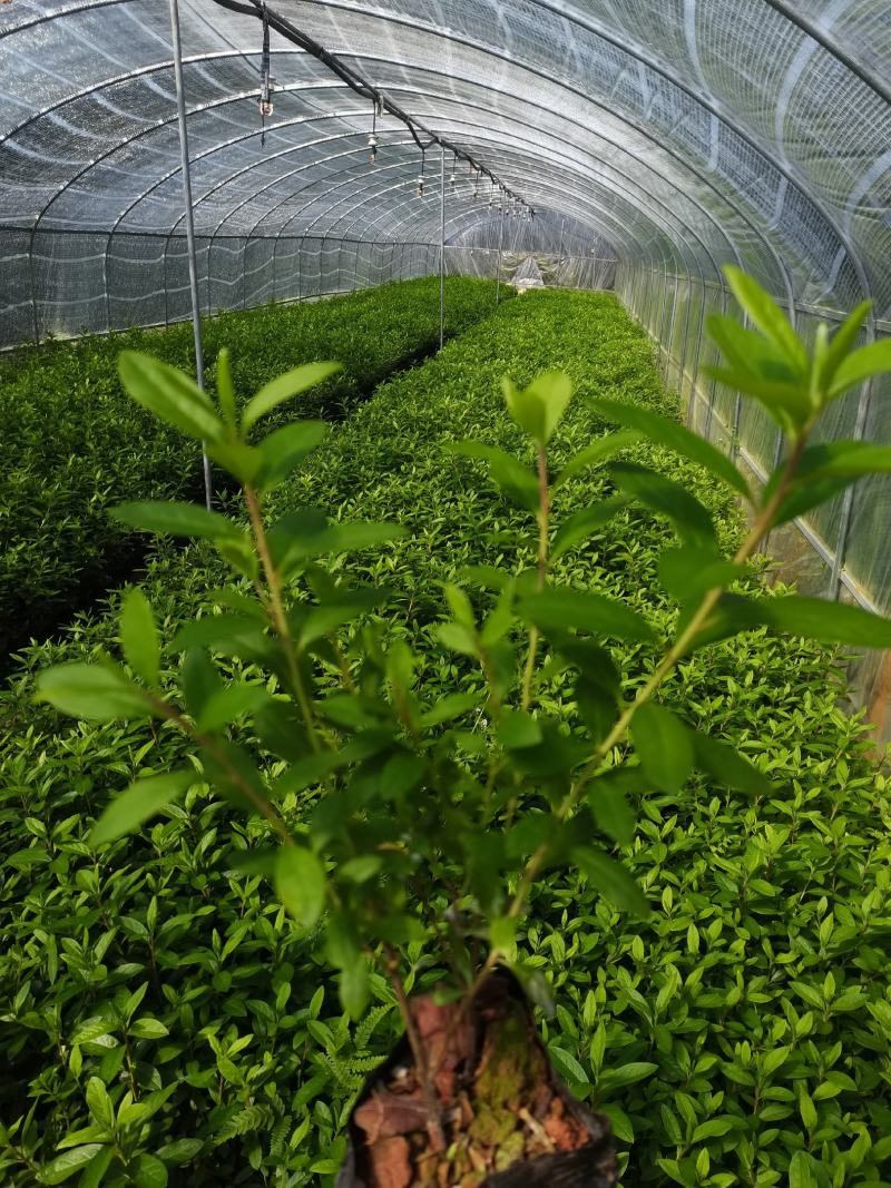 春娟，毛杜鹃，夏娟，云南昆明毛杜鹃种植园批发一手货源